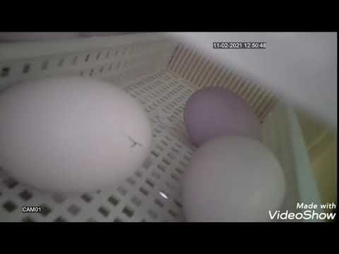 Schiusa pulcino di gallina in diretta.