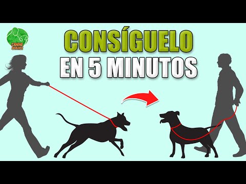 Teach him NOT TO PULL or YAN the LEASH (Fast and 100% Effective)