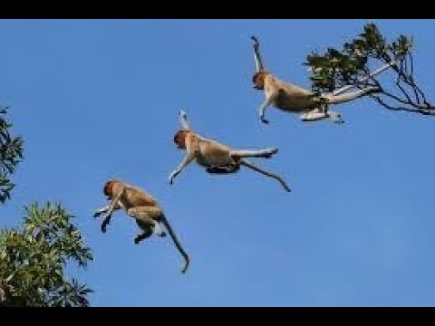 Priority in Life is not Monkey business|-SB 5.14.32