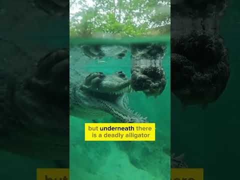 Dont Swim in this water 😱 #shorts #alligator #crocodile #dangerous #reptiles