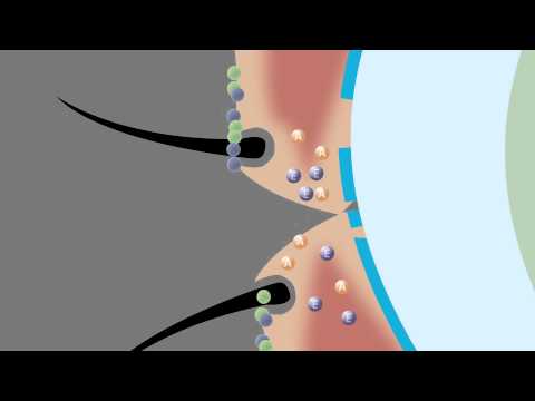 A causa potenza allo stress era sparito Tecniche se piccolo uccello