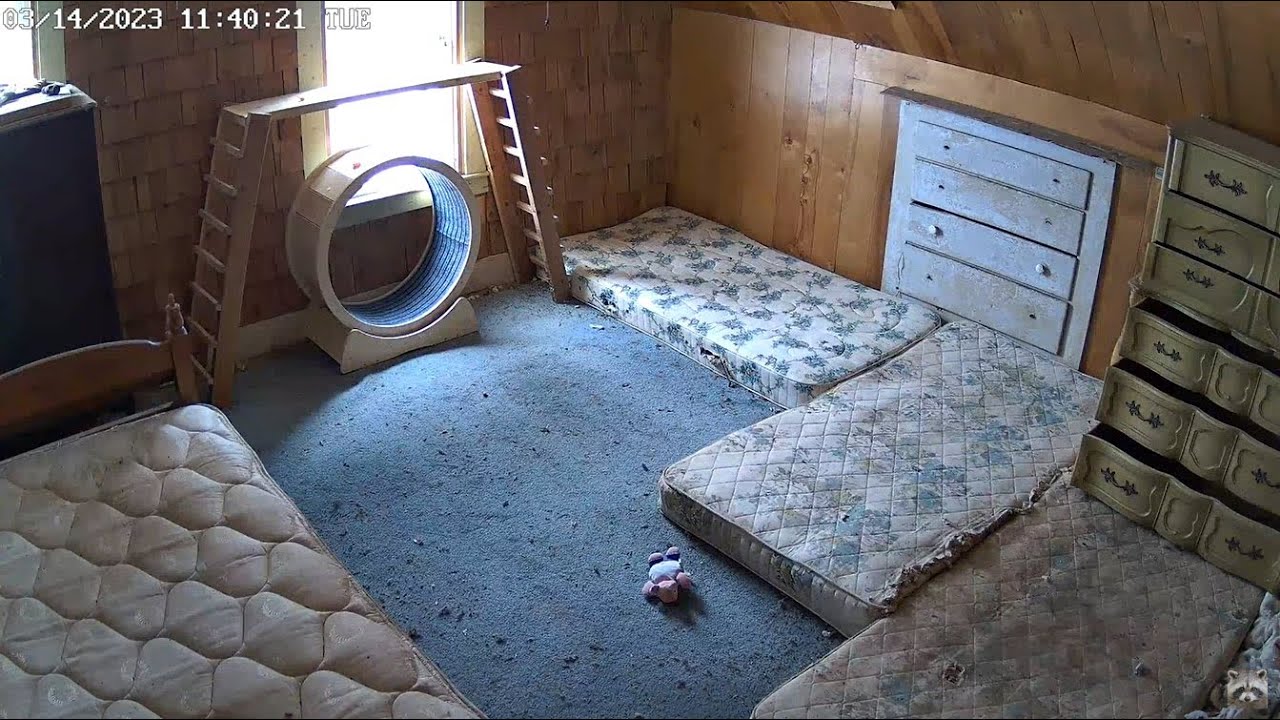 Live webcam view of Playroom Cam at the Raccoon Saloon