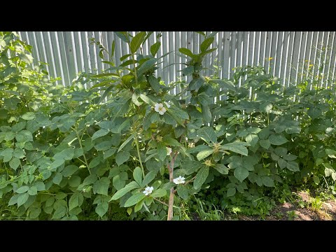 Meslipus germanica (medlar) and mulberry (mixture of black mulberry and blackberry)