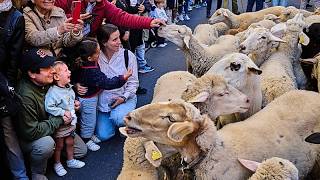 Tausende Schafe ziehen für Transhumanzfest durch Madrids Straßen