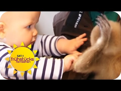 Eine ganz besondere Affenfreundschaft | SAT.1 Frühstücksfernsehen