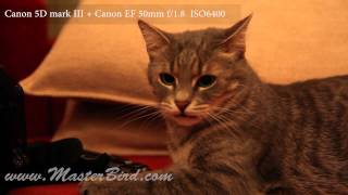 preview picture of video 'Canon 5D mark III + EF 50mm f1.8 at High ISO6400'