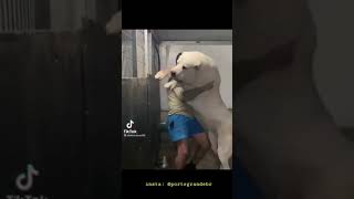 Alabai 🇹🇷 #shorts #cachorros #status #alabai