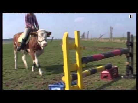 A cow is trained to ride like a horse