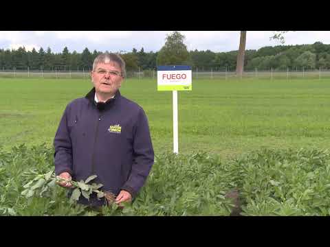 Saaten-Union: Sommerackerbohne FUEGO, Vertriebsberater Andreas Henze, Standort HYBRO Wulfsode