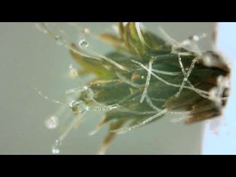 image-Which part of the stem moves water to the rest of plant? 