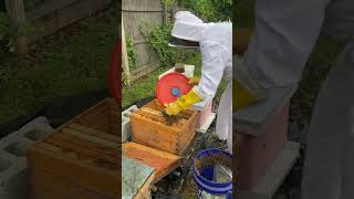Bee Swarm Removal