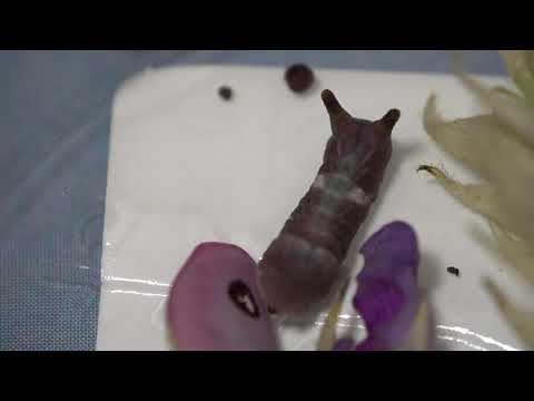 Curetis acuta larva, eating Pueraria montana(East Asian arrowroot) flowers