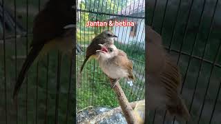 Download lagu Ciri ciri anakan trucukan jantan dan betina. #trucukan #ropelmania mp3 Download lagu Ciri ciri anakan trucukan jantan dan betina. #trucukan #ropelmania mp3