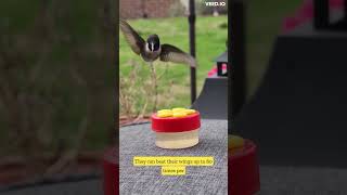 Humming bird facts that will shock you! woah!