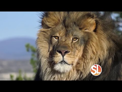 Out of Africa Wildlife Park: Baby Warthogs