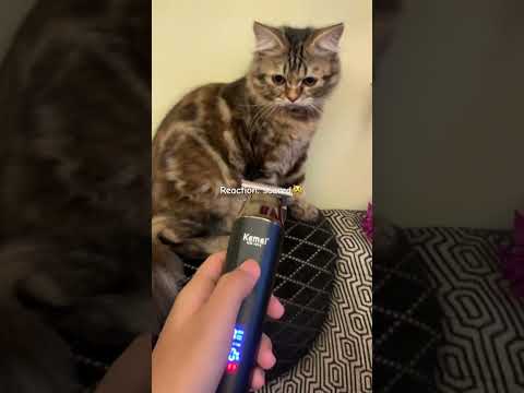 Reaction of my cat 🐱 #cat#cats#Maiza