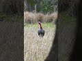 Awesome Florida Turkey Encounter