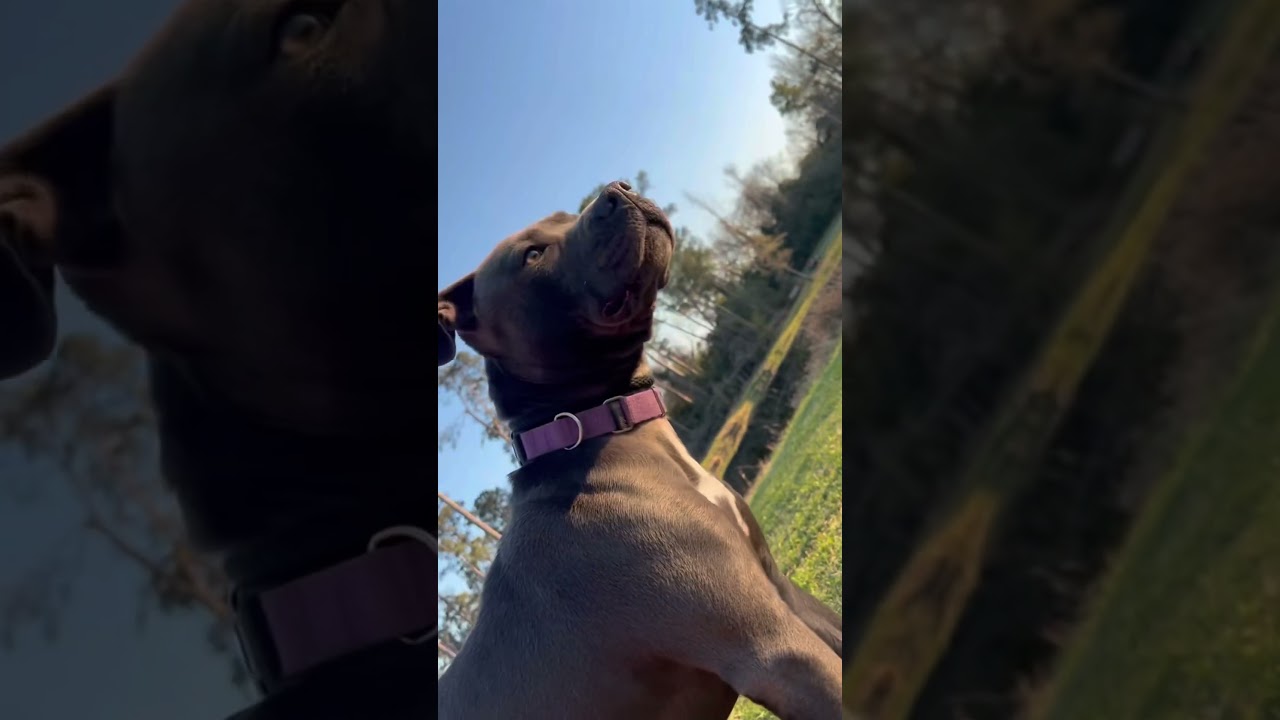 Gazelle, a Adoptable mixed breed in Houston, TX video 5/5