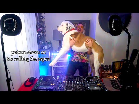 Dog Reacts to Hardstyle