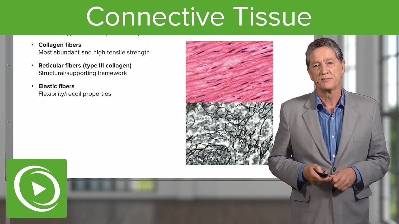 Connective Tissue – Histology | Lecturio