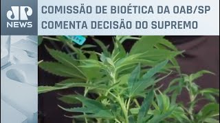 STF gera discussão entre descriminalizar e legalizar porte de maconha
