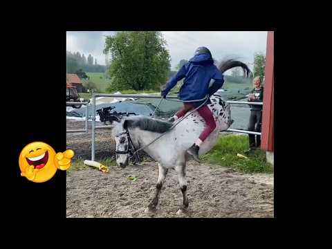 Animais de Fazenda MAIS ESPERTOS e ENGRAÇADOS! 🐮🤣 | Parte 9*