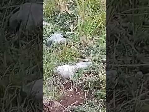 gljive puhare Vrdovo 2022 godina