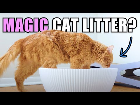 We tried PrettyLitter Cat Litter - Full Review