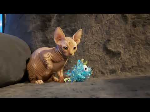 Pedigree Sphynx kittens (can deliver) - Image 2