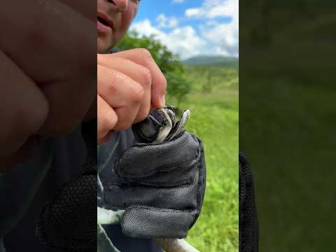 The fangs of the black mamba!!!