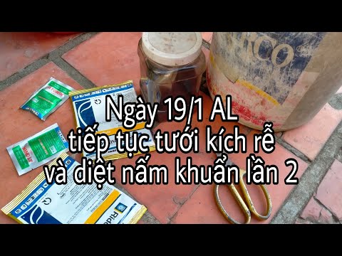 Tưới kích rễ và diệt nấm khuẩn lần 2 cho cây