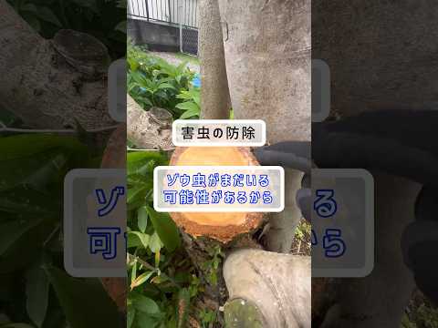 新しい季節を安全に始めるために、冬に庭を害虫から守るにはどうすればよいですか？  庭園