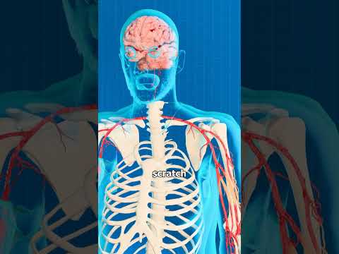 What REALLY Causes an Itch? 🤓