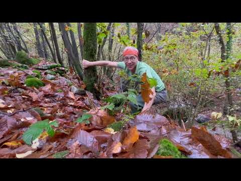 Prospecting for Gold in the Malcantone - 5 kg of Gold in the Chestnut Forest