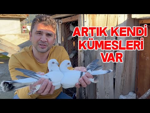 , title : 'İstanbullu Güvercinler Yeni Yerlerinde'