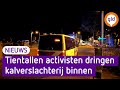Grote groep activisten dringt kalverslachterij binnen