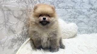 ポメラニアンの動画01