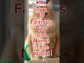 Top 10 Famous Boy Cat Names In The World Catshorts Viralshorts