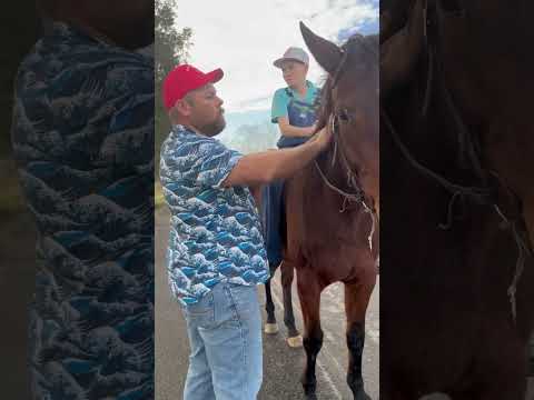 TSP LOT# 3283 - Warmblood - Mare - 4/5 YO -  H - $3000 