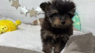 ハーフ犬の動画01