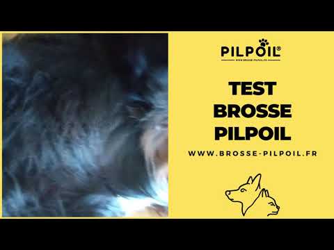 Vidéo client chien poils longs 9