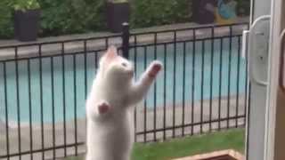 Adorable Kittens video about funny kittens