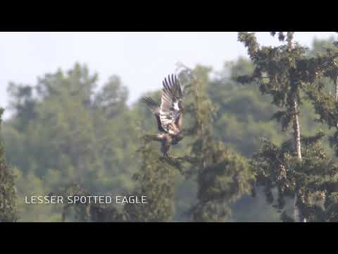 עיט חורש / Lesser spotted Eagle