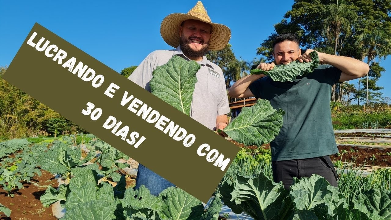 Como plantar couve? Como ganhar dinheiro plantando Couve?