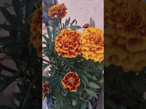 flowers in my garden 💐#flowers #shorts