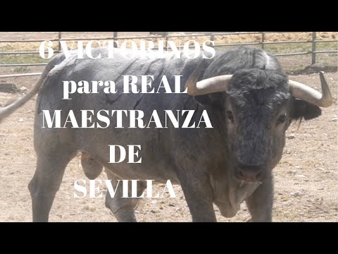 LOS 6 VICTORINOS para REAL MAESTRANZA de SEVILLA