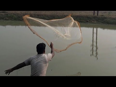Amazing Cast Net Fishing Skill Catch Giant Fish - Awesome Traditional Net Fishing on The Pond