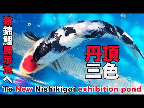 丹頂三色