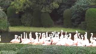 preview picture of video '宮崎市フェニックス自然動物園のフラミンゴショー'