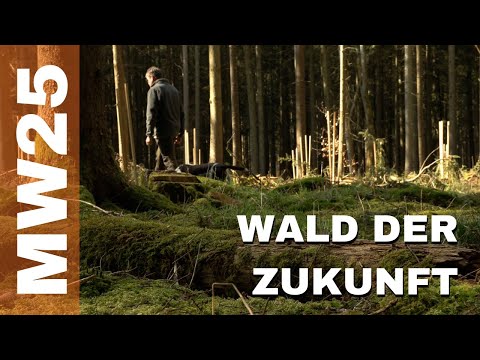 What will the future hold for the forest? – Media Workshop 2025